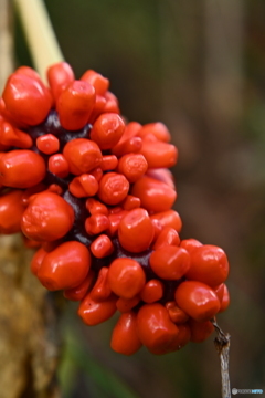 鮮紅玉