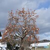 晴れ間の山里