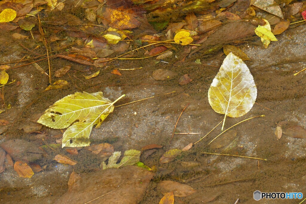 枯葉流れて