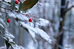 日に日に少なく