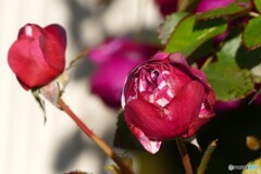 何とか開きたい