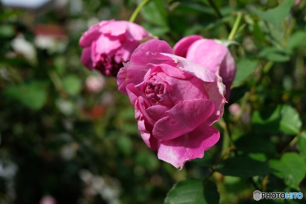 晴れやか貴婦人