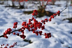 冬の彩り