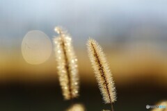 小さなキラキラ