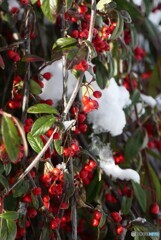 雪に映えて