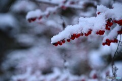 唯一の彩り