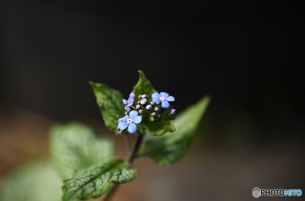 小さな恋の物語