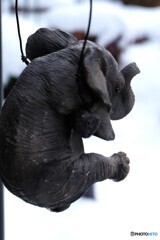 ぞうさん ぞうさん