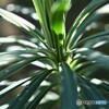 小さな温陽