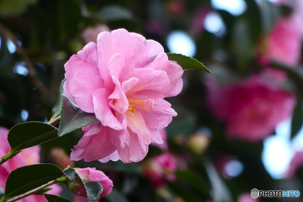 冬の華