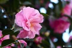 冬の華