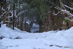 雪の参道