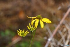 いつまでも咲いていたい