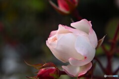 健気に