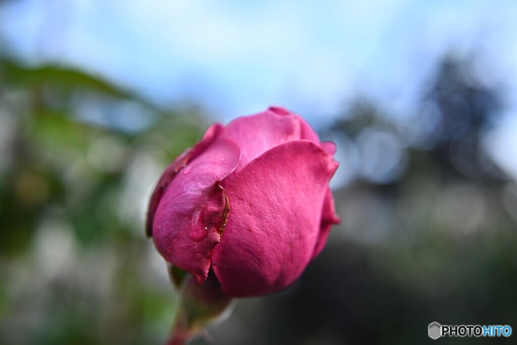 叶わぬ開花
