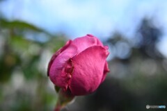 叶わぬ開花