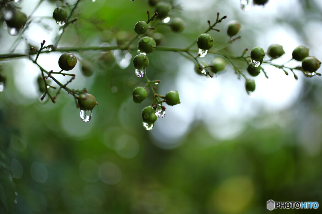 雨の語らい