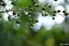 雨の語らい