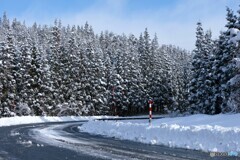 凛としたカーブ