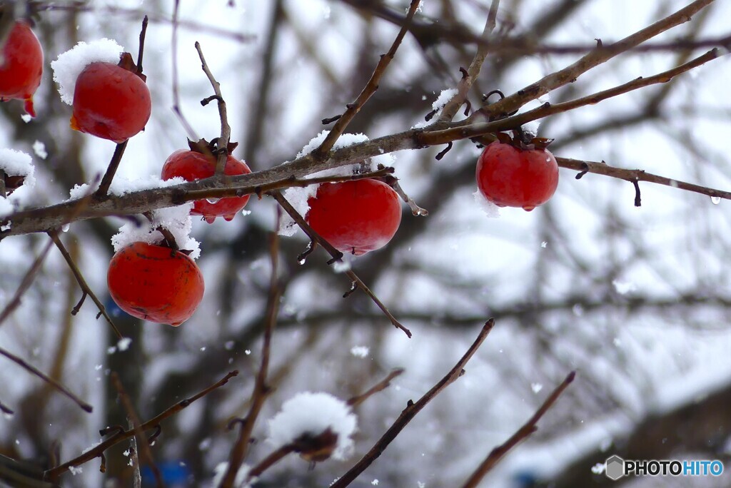 吹雪の中で