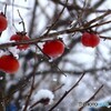 吹雪の中で