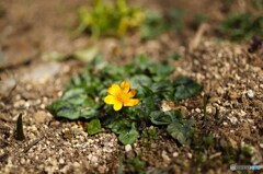小さな春