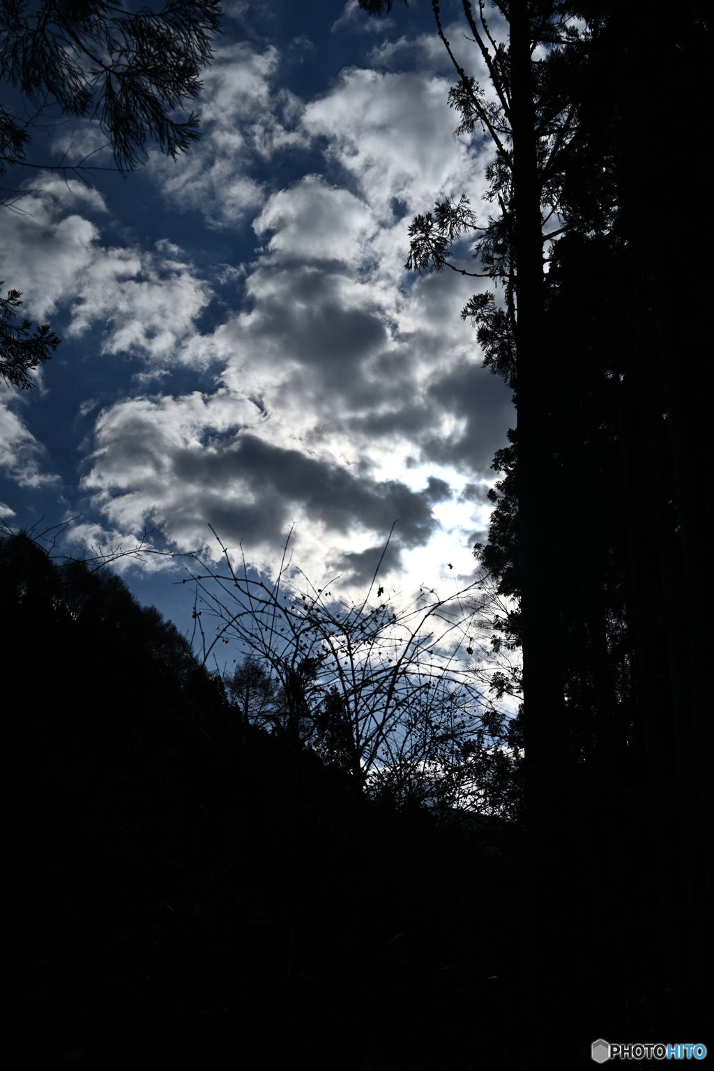 見上げる冬空