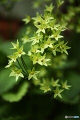 花が終われば星になる