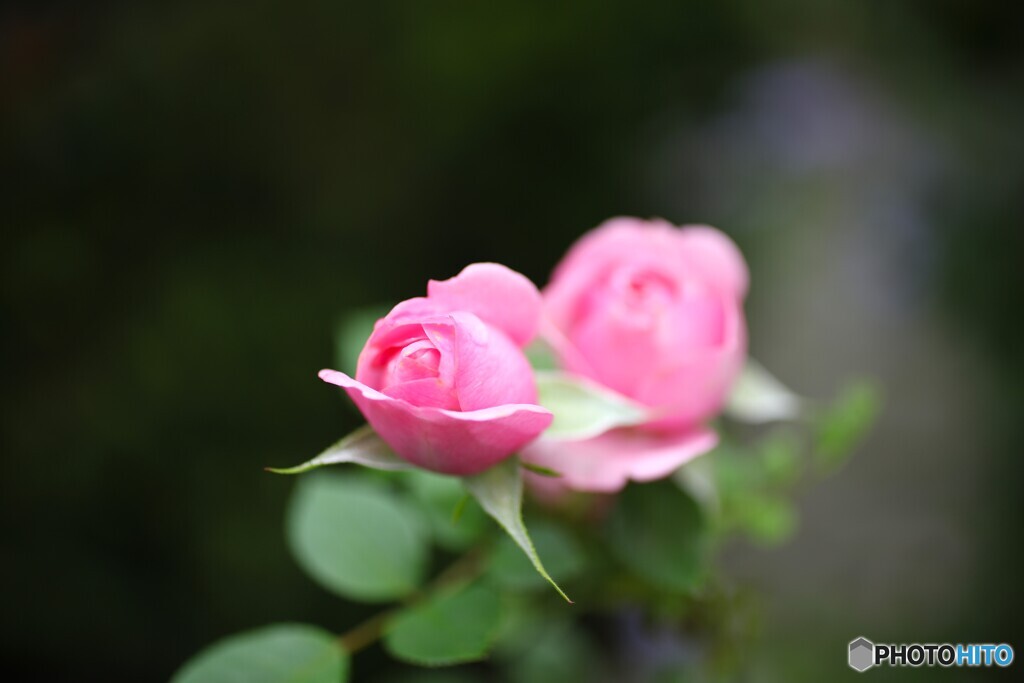 小さなローズカラー