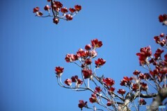 春空