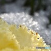 雪解け