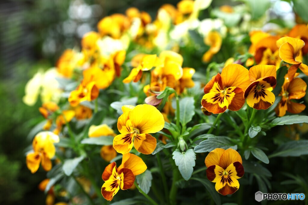 花盛り