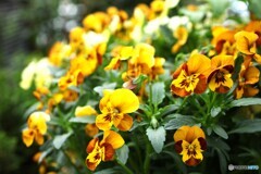 花盛り