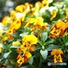 花盛り