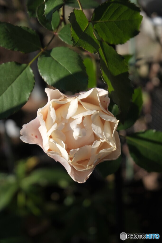 僅かな温もりの中で