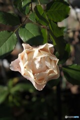 僅かな温もりの中で