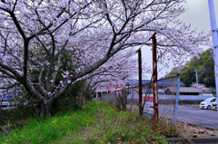 2025/3/29(土) 愛媛県松山市御幸 千秋寺前の川沿いの桜 その①