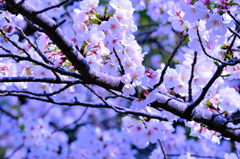 2025/3/29(土) 愛媛県松山市御幸 龍穏寺(十六日桜) その④