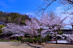 2025/3/29(土) 愛媛県松山市御幸 龍穏寺(十六日桜) その①