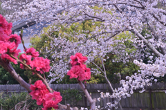 2025/3/29(土) 愛媛県松山市御幸 龍穏寺(十六日桜) その②