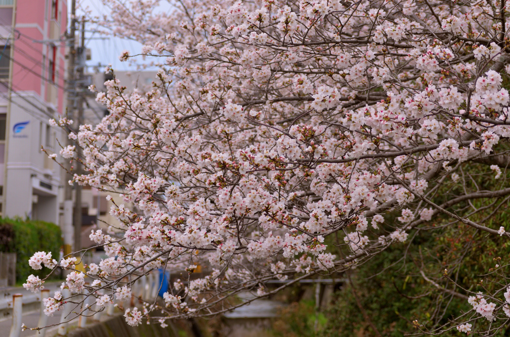 2025/3/29(土) 愛媛県松山市御幸 千秋寺前の川沿いの桜 その②