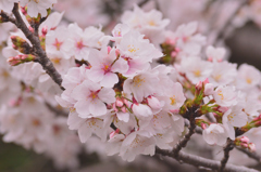 2025/3/29(土) 愛媛県松山市御幸 千秋寺前の川沿いの桜 その③
