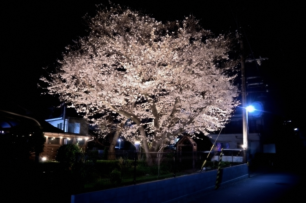 2025/3/29(土) 自宅から徒歩圏内のとある住宅の夜桜