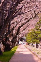 2025年3月26日(水) 春の訪れ①