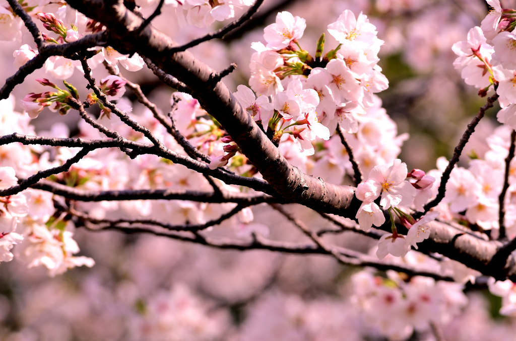 2025/3/29(土) 愛媛県松山市御幸 龍穏寺(十六日桜) その③