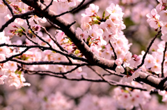 2025/3/29(土) 愛媛県松山市御幸 龍穏寺(十六日桜) その③