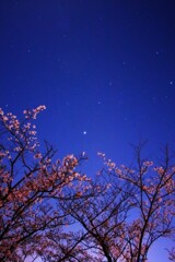 桜と星