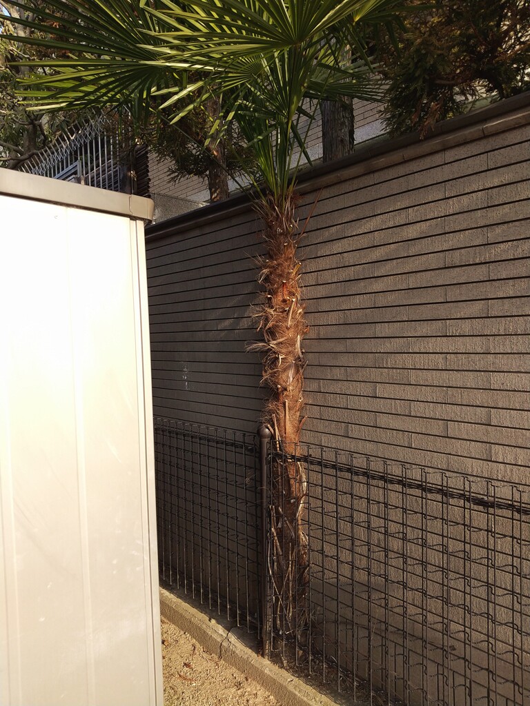 姫路一不憫なシュロの木（五軒邸のど根性シュロの木）の現況