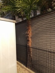 姫路一不憫なシュロの木（五軒邸のど根性シュロの木）の現況