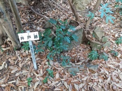 国府山城の井戸跡